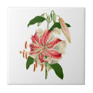 Botanischer Druck Rote Tigerlilie lancifolium rubr Fliese
