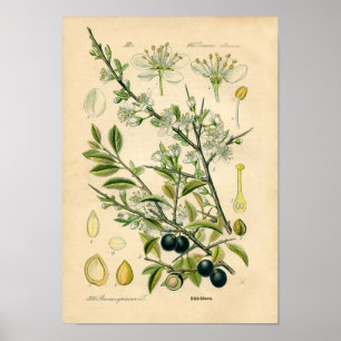 Botanischer Druck - Schlehe (Prunus spinosa) Poster
