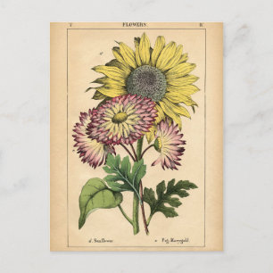Botanischer Druck - Sonnenblume & Ringelblume Postkarte