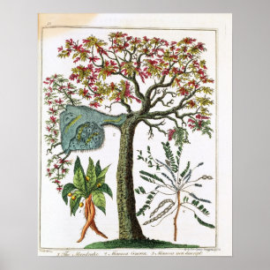 Botanischer Druck vom 18. Jahrhundert Poster