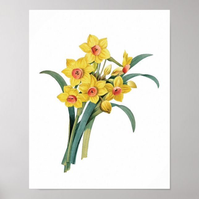 Botanischer Druck von DAFFODILS, Original von Redo Poster (Vorne)