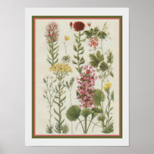 Botanischer Druck von Jane Loudon von 1849 - 12x16 Poster