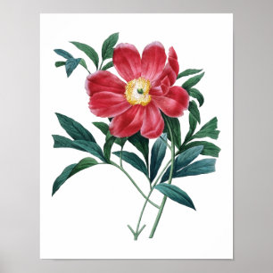Botanischer Druck von PEONY Original von Redoute Poster