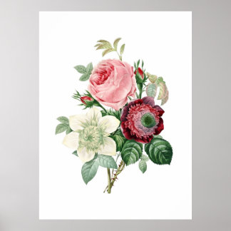 Botanischer Druck von ROSEN Original von Redoute Poster