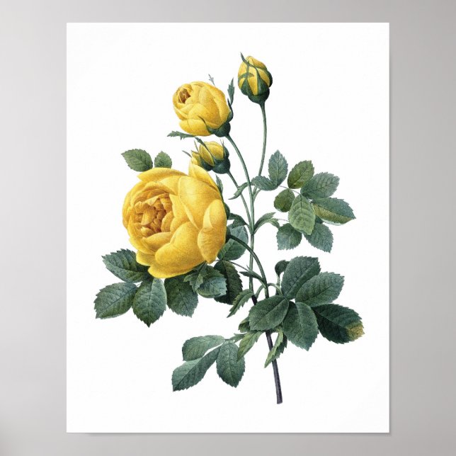 Botanischer Druck von YELLOW ROSE von Redoute Poster (Vorne)