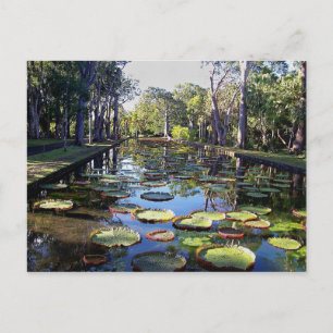 Botanischer Garten Pamplemousses, Insel Mauritius Postkarte