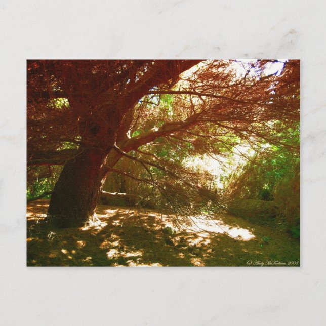 Botanischer Garten Postkarte (Vorderseite)