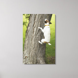 Botanischer Garten, Sydney, New South Wales, 4 Leinwanddruck