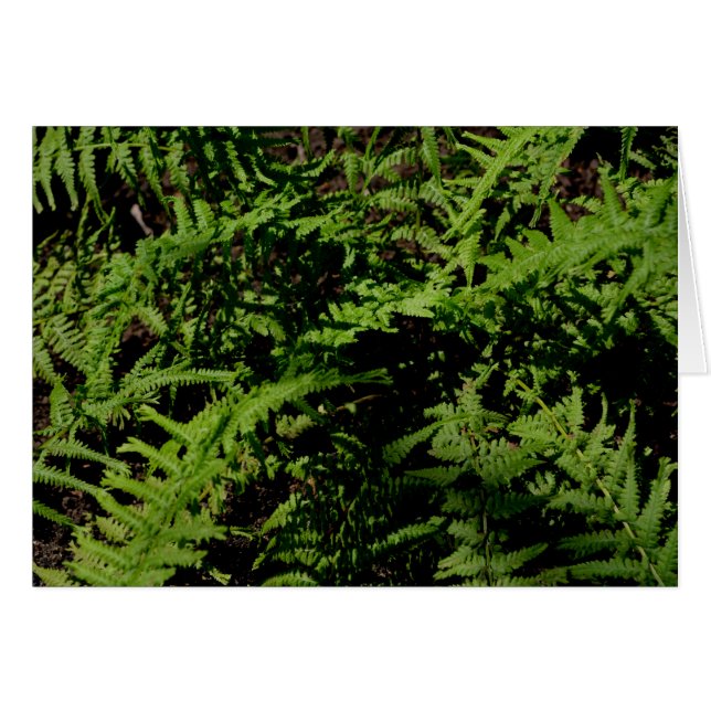 Botanischer grüner Waldboden Ferns (Vorderseite (Horizontal))