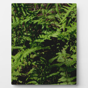 Botanischer grüner Waldboden Ferns Fotoplatte