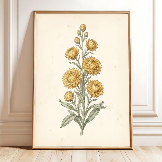 Botanischer Helichrysum Vintage-Kunstdruck Poster (Von Creator hochgeladen)