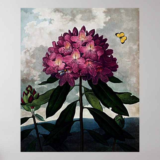 Botanischer Kunsttempel der Flora Rhododendron Poster (Vorne)