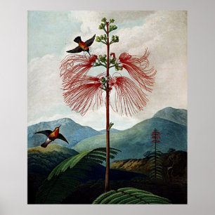 Botanischer Kunsttempel Flora Empfindliche Pflanze Poster