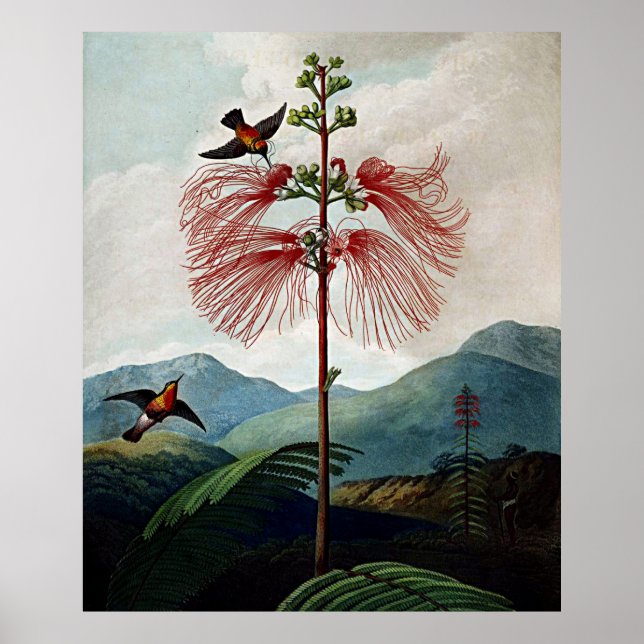 Botanischer Kunsttempel Flora Empfindliche Pflanze Poster (Vorne)