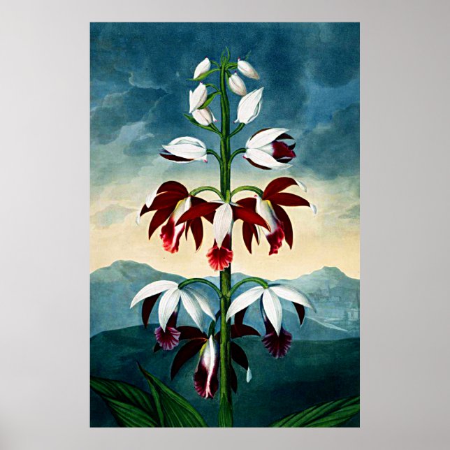 Botanischer Kunsttempel Flora Limodoron Poster (Vorne)