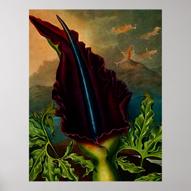 Botanischer Kunsttempel Pflanze des Drachen Poster (Vorne)