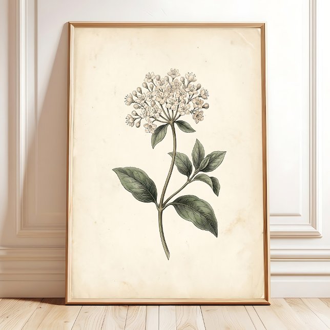 Botanischer Laurustinus-Wandkunst-Druck Poster (Von Creator hochgeladen)