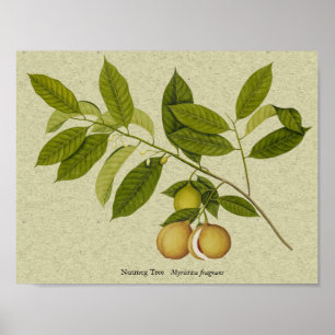 Botanischer Nutmeg-Baumdruck Poster