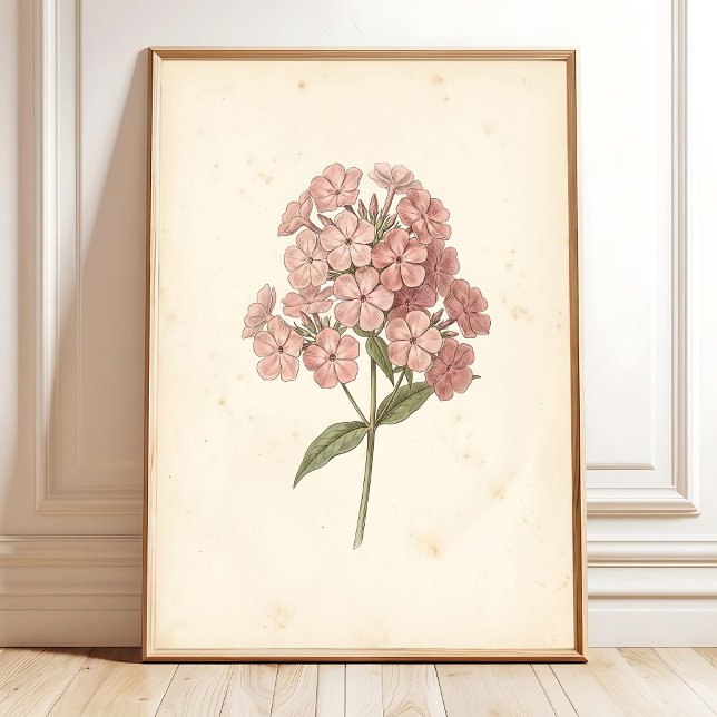 Botanischer Phlox-Wandkunst-Druck Poster (Von Creator hochgeladen)