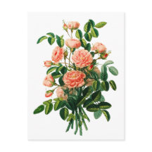 Botanischer Pink Peony Bokeh