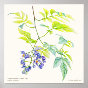 Botanischer Poster-Druck von Solanum jasminoid Poster