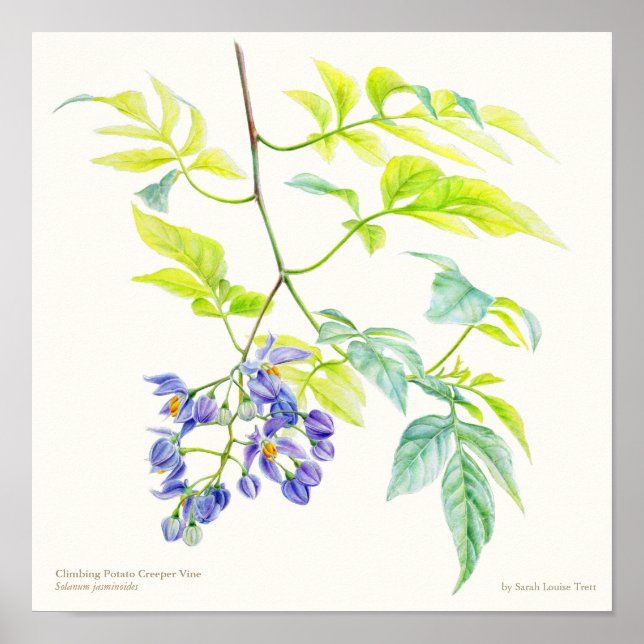 Botanischer Poster-Druck von Solanum jasminoid Poster (Vorne)