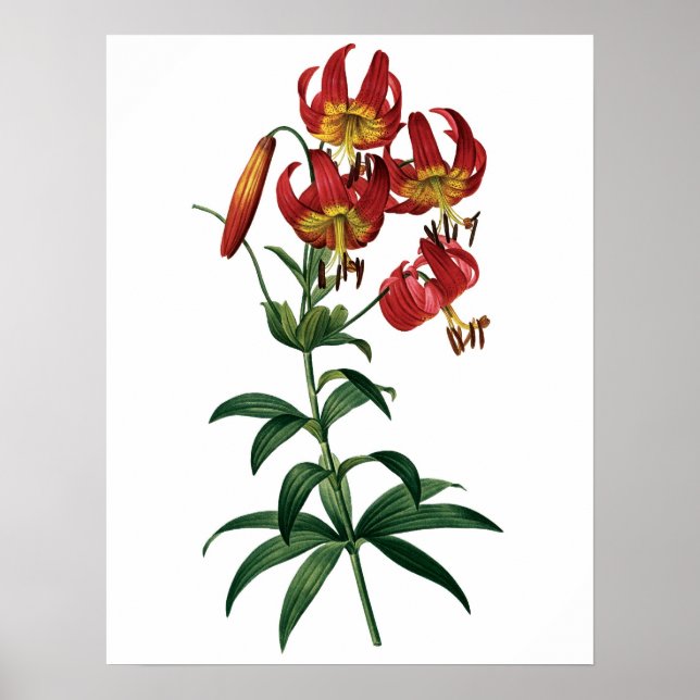 Botanischer PREMIUM-QUALITÄTSDruck aus roter Lilie Poster (Vorne)