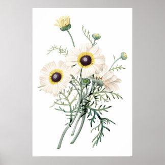 Botanischer PREMIUM-QUALITÄTSdruck Chrysanthemum Poster