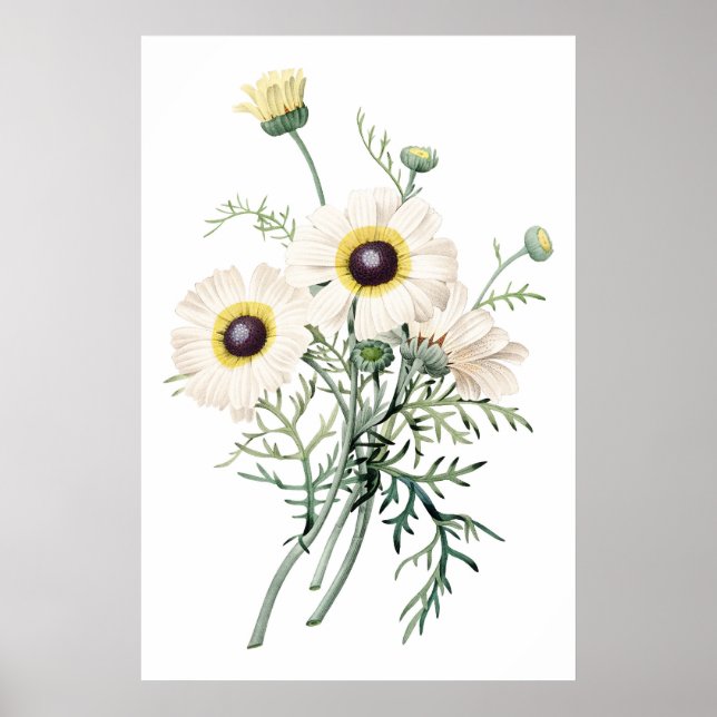 Botanischer PREMIUM-QUALITÄTSdruck Chrysanthemum Poster (Vorne)