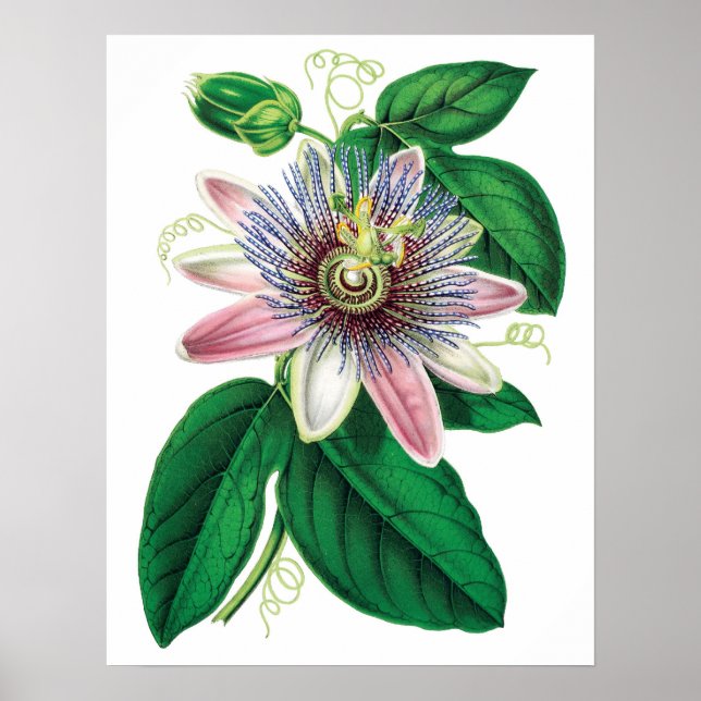 Botanischer PREMIUM-QUALITÄTSDruck der Passiflora Poster (Vorne)