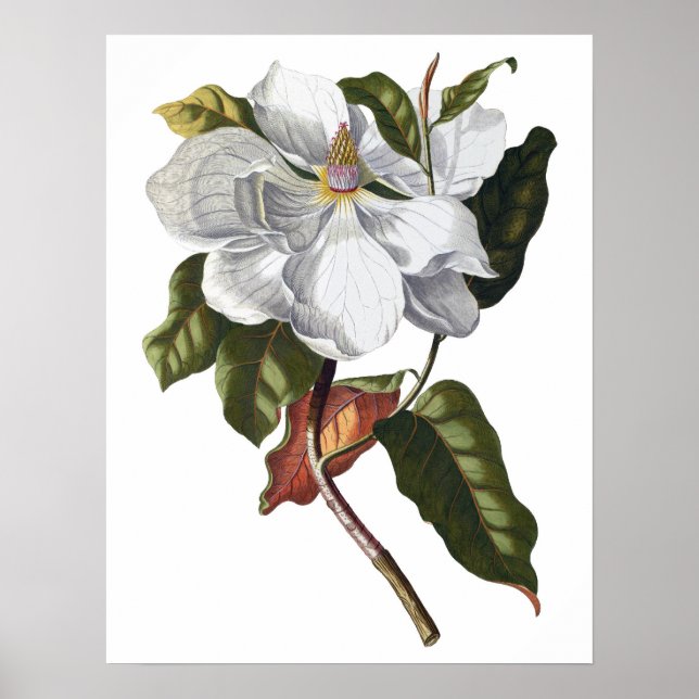 Botanischer PREMIUM-QUALITÄTSDruck von Magnolien Poster (Vorne)