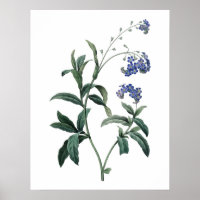 Botanischer PREMIUM-QUALITÄTSDruck von Vergessenhe