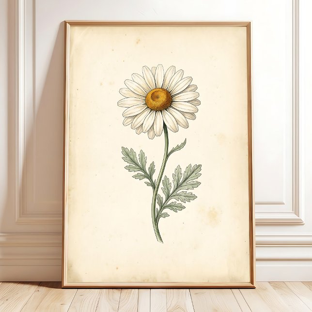 Botanischer Pyrethrum-Kunstprint Poster (Von Creator hochgeladen)