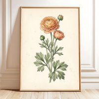Botanischer Ranunculus-Galerie-Kunstprint