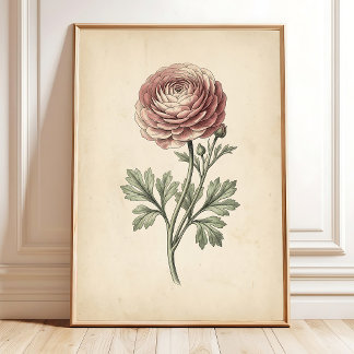 Botanischer Ranunculus-Leinwanddruck Poster