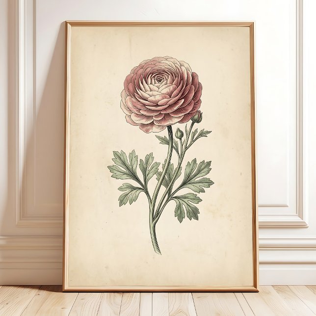 Botanischer Ranunculus-Leinwanddruck Poster (Von Creator hochgeladen)