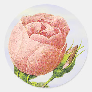 Botanischer rosa Rosenknospen-Aufkleber Runder Aufkleber
