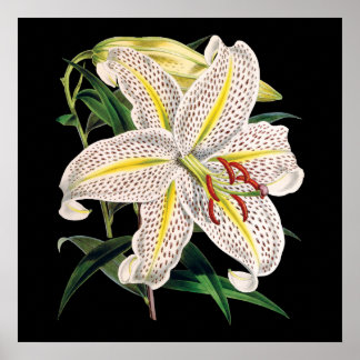 Botanischer Tigerlilie-Premiumdruck Poster
