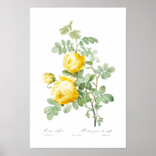 BOTANISCHER "YELLOW ROSE" REDOUTÉ POSTER
