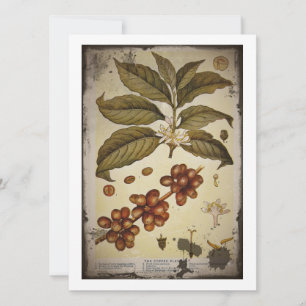 Botanischer Zeichn der Kaffee-Pflanze