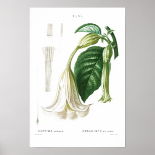 BOTANISCHES "ANGEL'S TRUMPET" REDOUTÉ POSTER