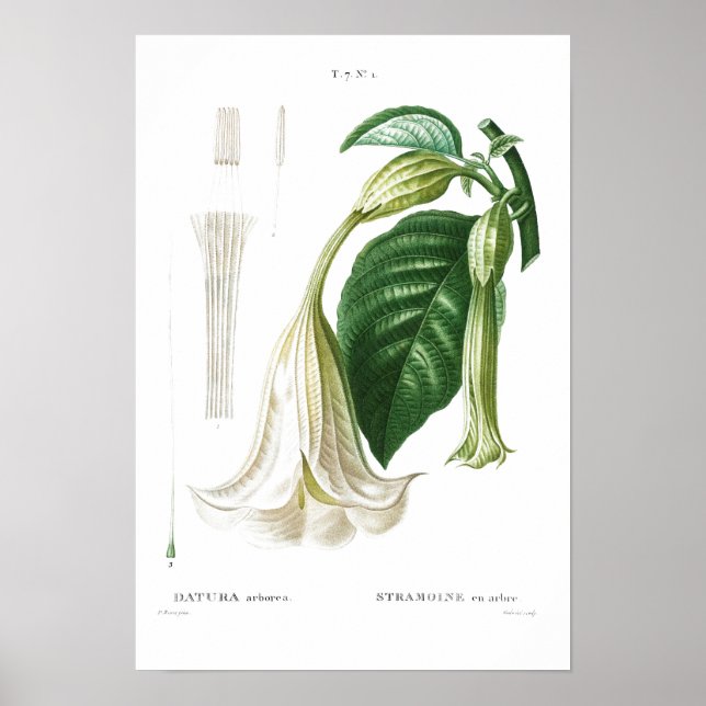 BOTANISCHES "ANGEL'S TRUMPET" REDOUTÉ POSTER (Vorne)