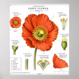 Botanisches Blumenposter Vintage-Blumenkunst Poster