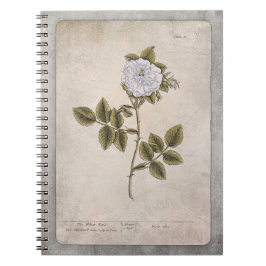 Botanisches IllustrationsNotebook - Weiße Rose Notizblock