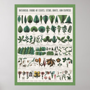 Botanisches Lehrplakat Poster