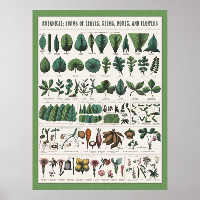 Botanisches Lehrplakat Poster (Vorne)