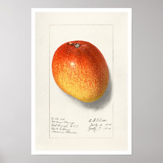 BOTANISCHES "MANGO" AMANDA ALMIRA NEWTON POSTER (Vorne)