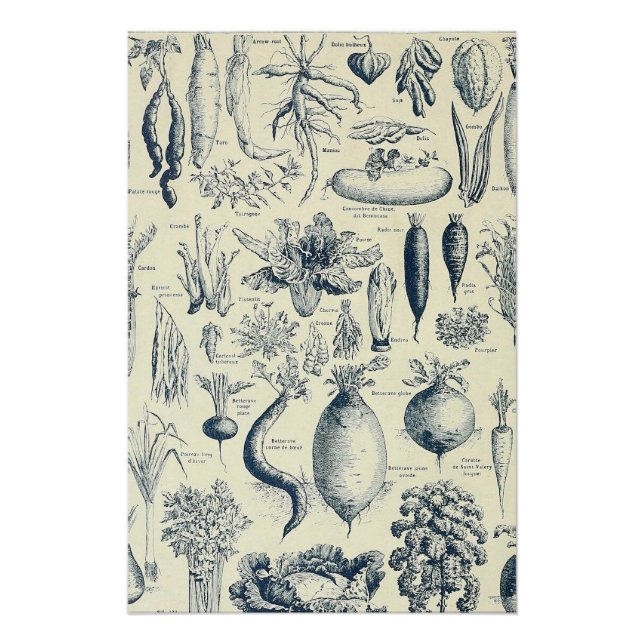 botanisches Poster (Vorderseite)