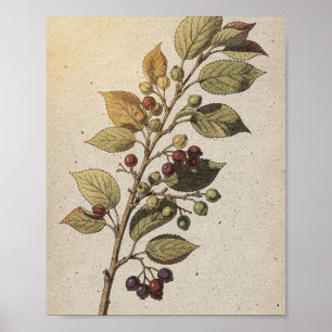 Botanisches Poster des Mehlbeerzweigs mit Beeren