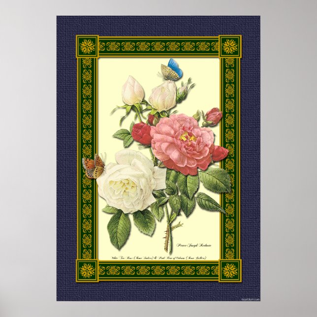 Botanisches Poster, rot-weiße Rose Poster (Vorne)